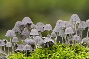 Fairy Inkcap (Coprinellus disseminatus) fruiting bodies, group growing amongst moss, Sir Harold Hillier Gardens