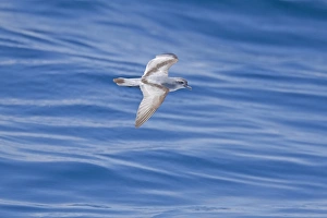 Pelagic Prints: Fairy Prion (Pachyptila turtur) adult, in flight over sea, New Zealand, november