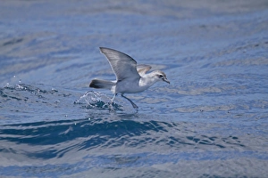 Fairy Prion (Pachyptila turtur) adult, in flight over sea, feeding at surface of water, New Zealand, november