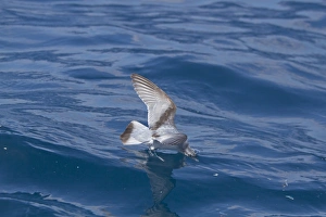 Fairy Prion (Pachyptila turtur) adult, in flight over sea, feeding at surface of water, New Zealand, november
