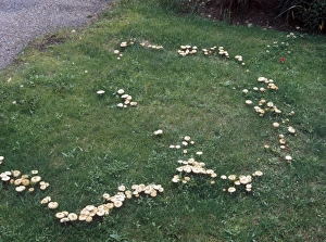 Fairy-ring Fungus (Marasmius oreades)