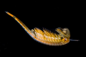 Liguria Prints: Fairy Shrimp (Chirocephalus diaphanus) adult male