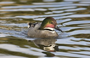 Drakes Prints: Falcated Teal (Anas falcata) adult male, swimming (captive)