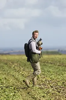Falconer Prints: Falconry, falconer with hooded Peregrine Falcon (Falco peregrinus), walking in field