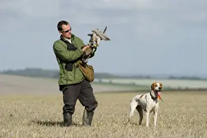 Grey Prints: Falconry, falconer with Peregrine Falcon (Falco peregrinus)