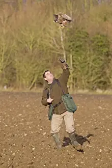 Falconer Prints: Falconry, falconer releasing Peregrine Falcon (Falco peregrinus) juvenile