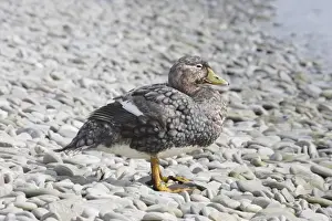 Falkland Flightless Steamerduck (Tachyeres brachypterus) adult, standing on pebble beach, Gypsy Cove, Stanley