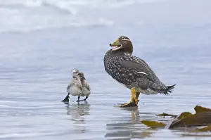 Flight Less Prints: Falkland Flightless Steamerduck (Tachyeres brachypterus) adult female with ducklings