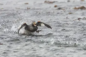 Falkland Flightless Steamerduck (Tachyeres brachypterus) immature male, steaming on water, Carcass Island, Falkland Islands, february