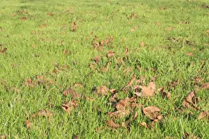 Lawns Prints: Fallen Common Walnut (Juglans regia) leaves on garden lawn, Suffolk, England, november