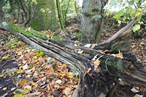 Fallen and decaying tree trunk in woodland, with moss and fallen leaves, Vicarage Plantation, Mendlesham, Suffolk