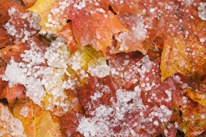 Shower Prints: Fallen maple leaves on forest floor after hailstone shower