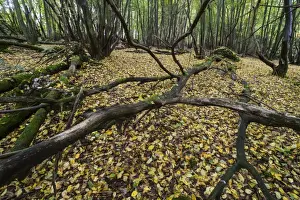 Floor Prints: Fallen tree branches and leaf litter on floor of coppice woodland habitat