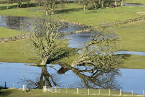 : Fallen tree and floodwater on pasture in valley farmland