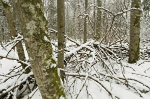 Central Europe Prints: Fallen tree in snow covered primeval forest habitat