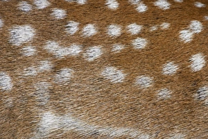 Details Prints: Fallow Deer (Dama dama) adult, close-up of coat, Suffolk, England