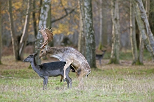 Mating Prints: Fallow Deer (Dama dama) adult pair