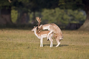 Mating Prints: Fallow Deer (Dama dama) adult pair