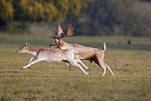 Fallow Deer (Dama dama) adult pair, buck chasing doe during rutting season, Helmingham Hall Deer Park, Suffolk