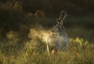 Condense Prints: Fallow Deer (Dama dama) buck, breath condensing in cold air at dawn