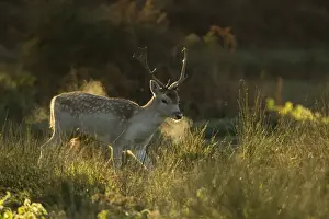 Fallow Deer (Dama dama) buck, breath condensing in cold air at dawn, during rutting season, Leicestershire, England, november