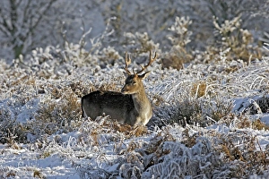 Form Prints: Fallow Deer (Dama dama) buck, dark form