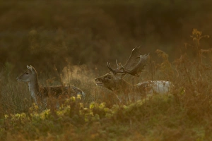Roaring Prints: Fallow Deer (Dama dama) buck with doe