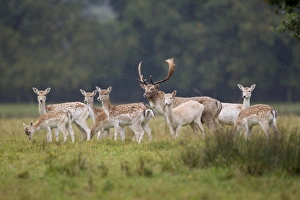 Fawns Prints: Fallow Deer (Dama dama) buck, does and fawns