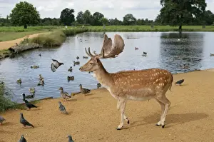 Pigeon Prints: Fallow Deer (Dama dama) buck, with Feral Pigeon (Columba livia) and Mallard Duck (Anas platyrhynchos)