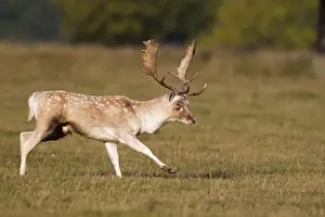 Aggression Prints: Fallow Deer (Dama dama) buck, kicking front leg out towards rival buck during rutting season