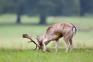 Ruts Prints: Fallow Deer (Dama dama) buck, pawing ground during rutting season