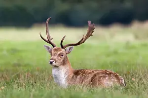 Laying Prints: Fallow Deer (Dama dama) buck, resting during rutting season, Suffolk, England, october