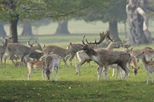 Roaring Prints: Fallow Deer (Dama dama) buck, roaring