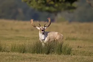 Roaring Prints: Fallow Deer (Dama dama) buck, roaring during rutting season