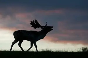 Fallow Deer (Dama dama) buck, roaring during rutting season, silhouetted at sunset, Kent, England, october