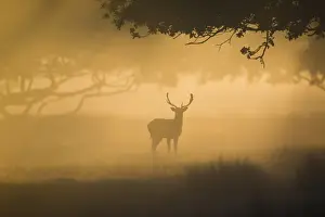 Helmingham Prints: Fallow Deer (Dama dama) buck, silhouetted at dawn during rutting season