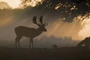 Fallow Deer (Dama dama) buck, silhouetted at dawn during rutting season, Helmingham Hall Deer Park, Suffolk, England