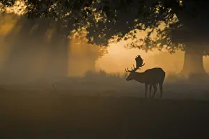 Fallow Deer (Dama dama) buck, silhouetted at dawn during rutting season, Helmingham Hall Deer Park, Suffolk, England