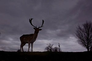 Fallow Deer (Dama dama) buck, silhouetted at dusk, Knole Park, Kent, England, february
