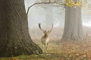 Mists Prints: Fallow Deer (Dama dama) buck, standing in misty woodland habitat, Kent, England, autumn
