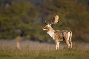 Helmingham Prints: Fallow Deer (Dama dama) buck, standing in morning light during rutting season