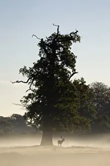 Helmingham Prints: Fallow Deer (Dama dama) buck, standing under oak tree on misty dawn during rutting season