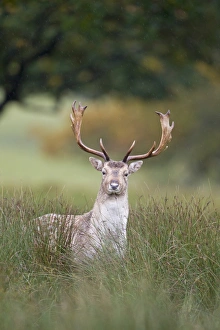 Buck Prints: Fallow Deer (Dama dama) buck, standing amongst rushes, Suffolk, England, October