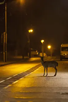 Light Prints: Fallow Deer (Dama dama) buck, standing on urban road with passing traffic at night