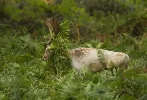 Fern Prints: Fallow Deer (Dama dama) buck, thrashing bracken with antlers