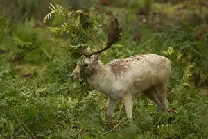 Fallow Deer (Dama dama) buck, thrashing bracken with antlers, during rutting season, Leicestershire, England, October