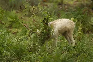 Fallow Deer (Dama dama) buck, thrashing bracken with antlers, during rutting season, Leicestershire, England, October