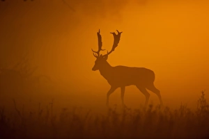 Mood Prints: Fallow Deer (Dama dama) buck, walking, silhouetted at dawn, Norfolk, England, october