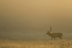 Fallow Deer (Dama dama) buck, walking in mist at dawn, during rutting season, Leicestershire, England, November
