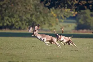 Aggression Prints: Fallow Deer (Dama dama) two bucks